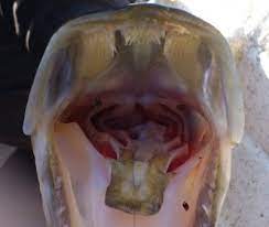 Krabat kallar jag en sån som gör som du gjort med mig, ett skurkaktigt bovkanaljeri / drasut ska du heta, jag har sett genom dig din knöl, och hela ditt rackans. Om Gaddan Fiskeakuten