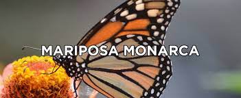 Mariposa Monarca Causas De Peligro Extincion 2019