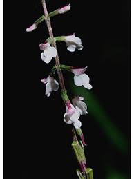 Image result for Samanea leptophylla