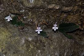 Image result for Streptocarpus hirticapsa