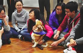 High Schools Across China Are Now Offering Animal Welfare Courses Welfare Animal Welfare Animals