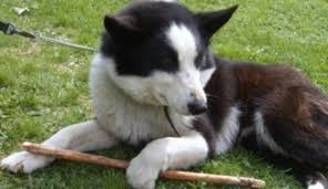 Image result for karelský medvědí pes