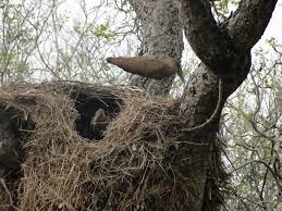 Birds That Make Nests Out Of Mud Hamerkops Are Best Known By Their Huge Bulky Nests Made Of Mud And Around 10 000 Sticks Nest Can Reach 4 To 8 Feet In Natural World Life Is Beautiful Animals