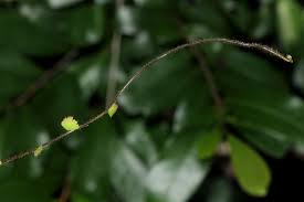 Image result for Adiantum incisum