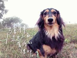 豆寶日記 覺覺 cute dog puppy love dog life memories merry christmas dachshund chiao animals dogs