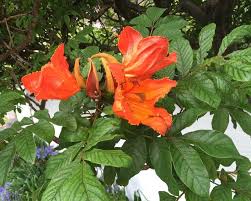 Image result for Spathodea