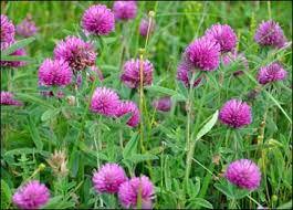Image result for Trifolium baccarinii