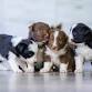 Puppy Yoga in Linden, MI – Yoga with Adoptable event image
