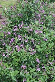 Image result for Cryptolepis oblongifolia