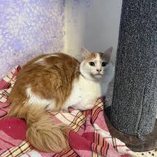 lena from the beqaa to paris?