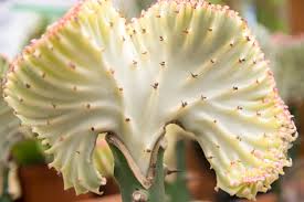 Image result for Euphorbia candelabrum