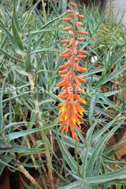 Image result for Aloiampelos tenuior