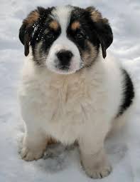 Black And White St Bernard Puppy Basse The Mixed Breed Mixed Breed Puppies St Bernard Mix Puppies And Kitties