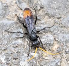 Image result for Disperis sp. nov. aff. bifida