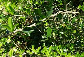 Image result for Dovyalis lucida