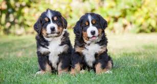 Mom is our beautiful golden clementine and dad is our handsome bernese mtn dog mckenna. Bernese Mountain Dog Growth Chart Bernese Puppy Weight Chart
