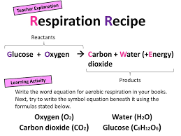 Aerobic Respiration Developing Describe What Respiration Is Ppt Download