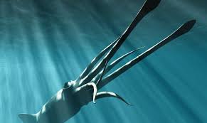 Kalmar service manuals pdf, spare parts catalog, fault codes and wiring diagrams. Zwischen Mythos Und Wissen Vom Leviathan Zum Riesenkalmar Sbb Aktuell