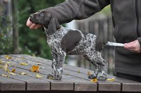 Image result for německý ohař krátkosrstý