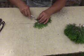 Image result for cuttings thujas