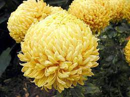 Mums Several Flowers Yellow Jpg 1000 750 Mums Flowers Flowers Feng Shui Red