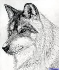 How To Draw A Wolf Head Mexican Wolf Step By Step Forest Animals Animals Free Online Drawing Tutori Painting Art Lesson Learn To Sketch Realistic Drawings