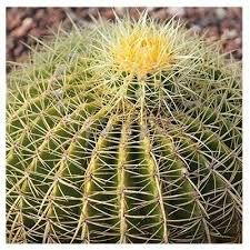 Most garden supply stores will have the seeds, and you also have the option of buying how do you ensure your cactus germinate faster? Wild Wild West Desert Garden Eco Grow Kit Plenty Of Bang Uk