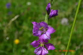 Image result for Gladiolus microspicatus