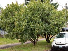 Jump to navigation jump to search. Arbutus Unedo Compacta