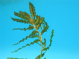 Image result for Potamogeton crispus