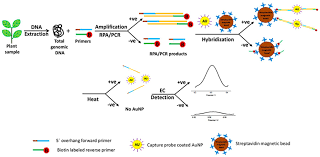 Trade in your old tube pump and purchase 10 boxes of tubes and receive either a kwikdraw tube pump or piston style tube pump. Frontiers Advanced Diagnostic Approaches For Necrotrophic Fungal Pathogens Of Temperate Legumes With A Focus On Botrytis Spp Microbiology