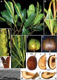 Image result for Excoecaria bussei