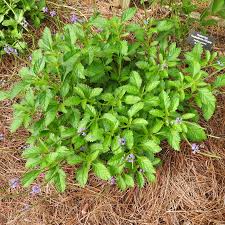 Image result for Stachytarpheta urticifolia