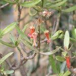 Image result for Cotyledon barbeyi