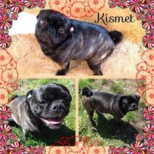 Dog breed identifier (upload your dog's picture ) usually, the 99% accuracy method is to do dog breed dna tests, but it is expensive. Pug Boston Terrier Mix And Pug Puppies For Sale In John Day Oregon Classified Americanlisted Com