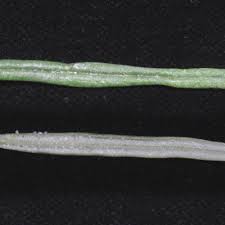 Image result for Gisekiaceae