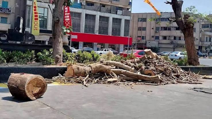 هل يتم قطع الأشجار بالعجوزة بسبب مشروعات الطرق؟ | مصراوي