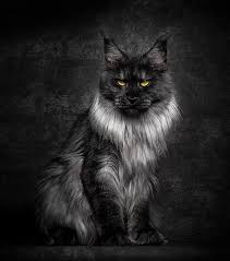 Maine Coon Irkindan Dunyanin En Buyuk Evcil Kedilerinin Yer Aldigi 21 Asil Portre Onedio Com