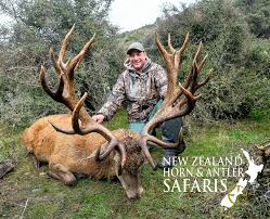 Scott thomson's red stag hunting new zealand provides you with an opportunity to hunt on over 8 private properties across both the north and the south islands, giving you one of the most vast and extensive new zealand hunting safari experiences possible. Nz Horn Antler Safaris New Zealand Red Stag Hunting Outfitter