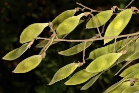 Image result for Philenoptera nelsii