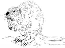 Beaver pictures are fun when you can see the woods and the scenery. Beavers Coloring Pages Kizi Coloring Pages