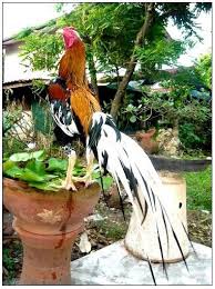 Pin Di Ayam Aduan