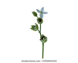 Image result for Hypertelis cerviana