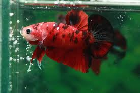 In fact, these fish tend to experience disease more often due to a weaker immune system. How To Euthanize A Betta Fish Simple Humane Method Betta Source