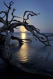 Driftwood Beach By Freelily Moon On The Water Beautiful Nature Beautiful Moon
