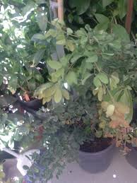 Image result for Pithecellobium