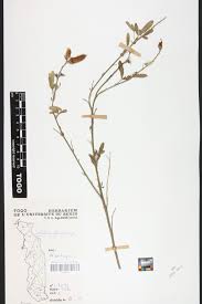 Image result for Crotalaria cylindrocarpa