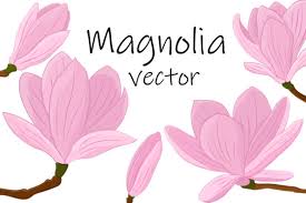 Download Magnolia Vector Magnolia Flower Vector Graphic By Shishkovaiv Creative Fabrica