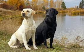 You won t find better. Lab Puppies For Sale Mn Petfinder