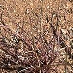 Image result for Microchloa
